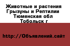 Животные и растения Грызуны и Рептилии. Тюменская обл.,Тобольск г.